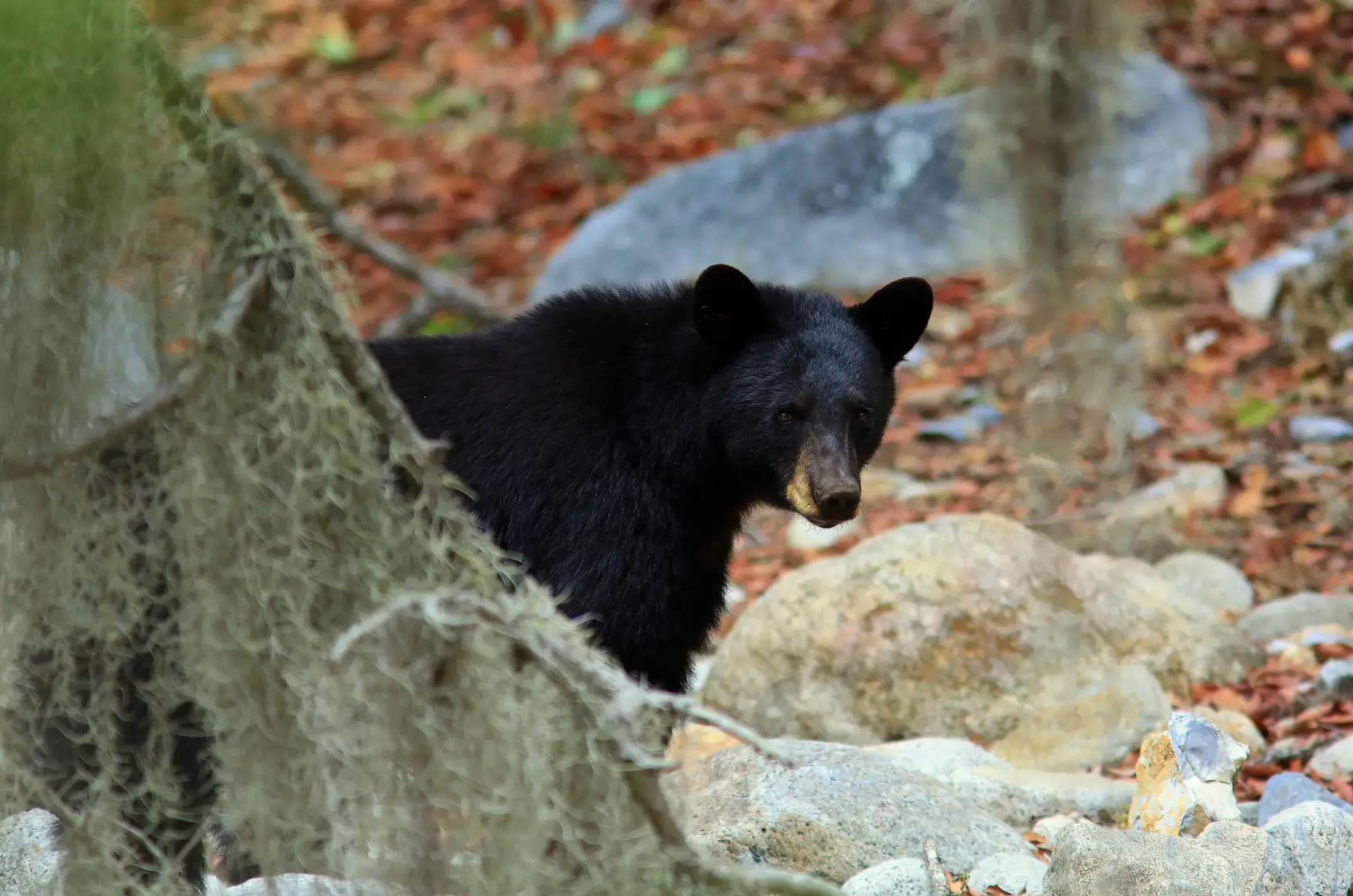 Cómo cuidamos de los Osos Negros y su Entorno