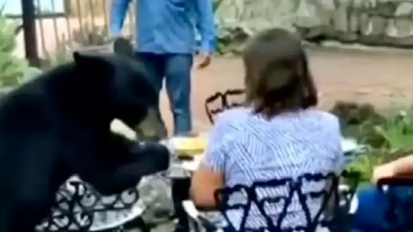 Parque Ecológico Chipinque aclara su relación con el Hotel Chipinque tras incidente con oso negro