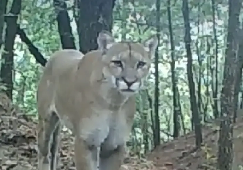 Comunicado aclaratorio sobre el avistamiento de pumas en Chipinque