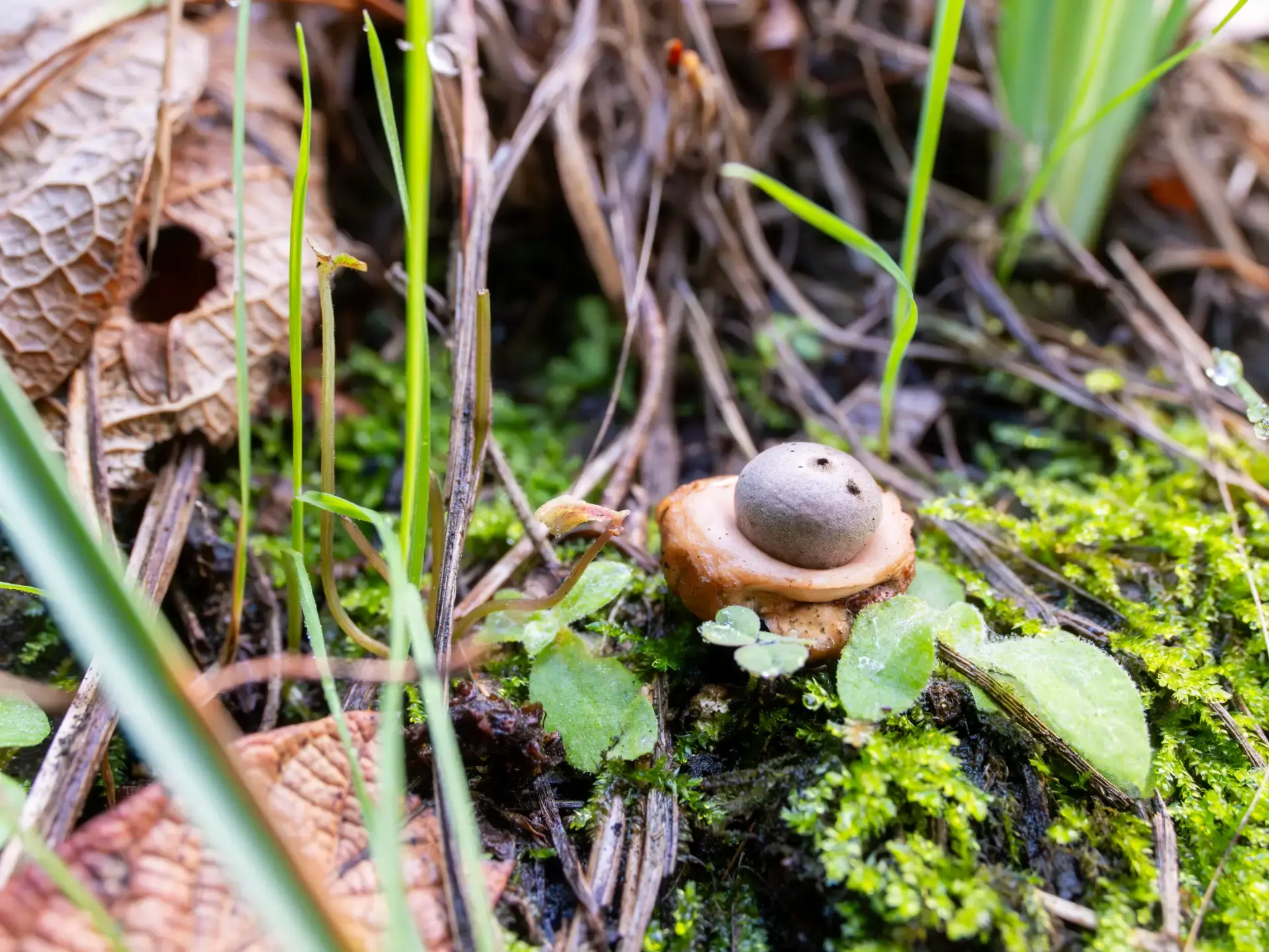 Hongos de Chipinque: los guardianes invisibles del bosque