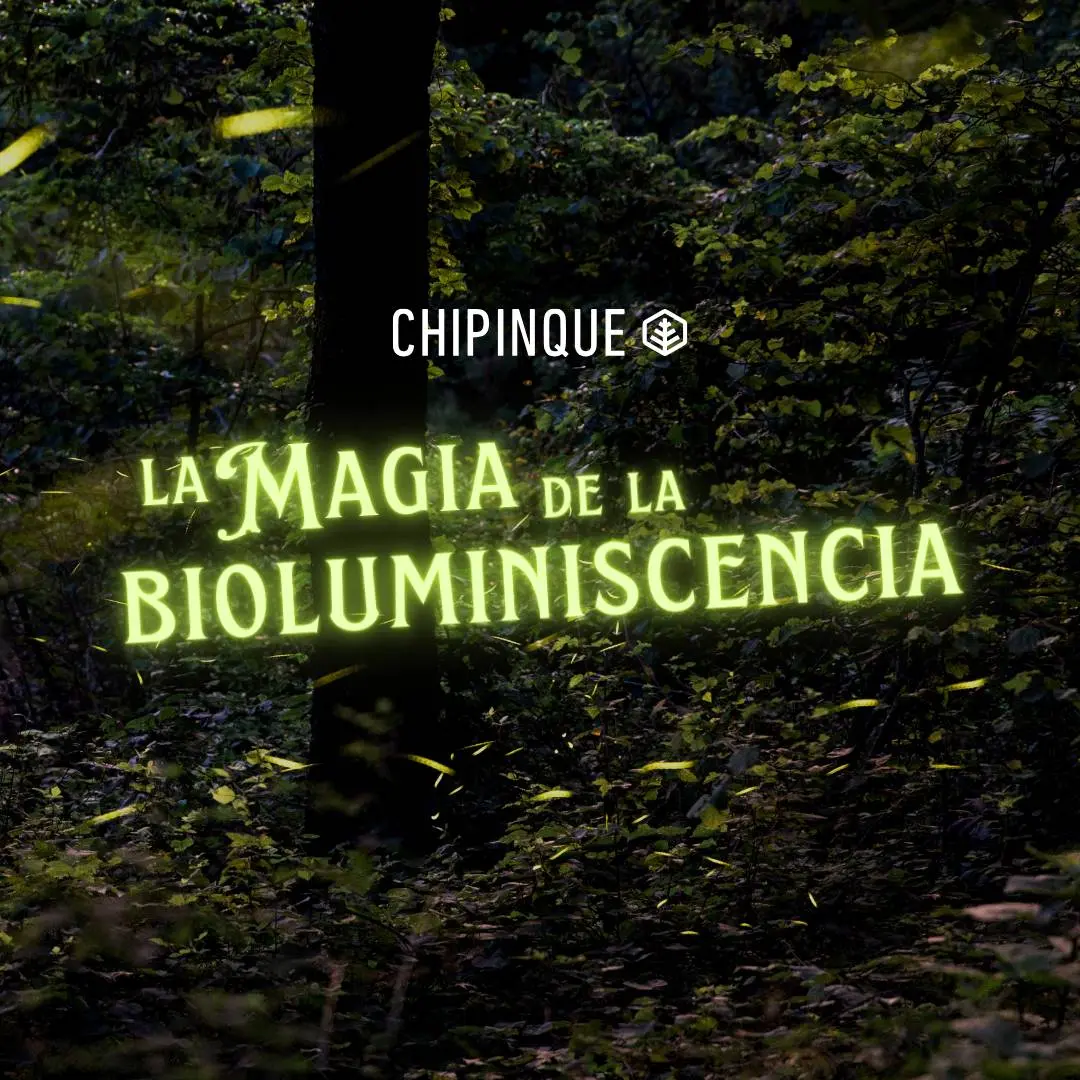 Por seguridad, se cancela "La Magia de la Bioluminiscencia"
