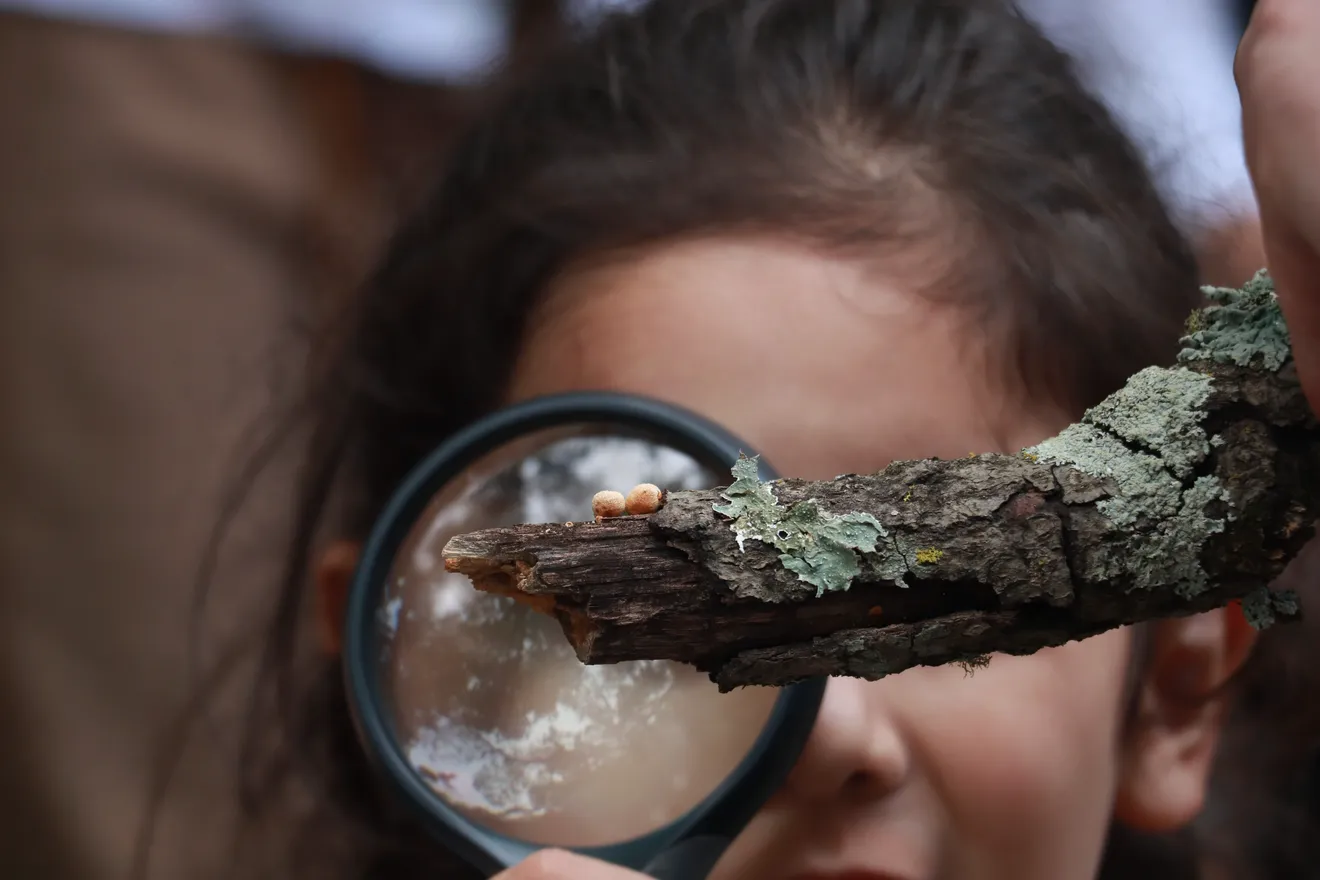 Talk: Introduction to the Magical Kingdom of Fungi