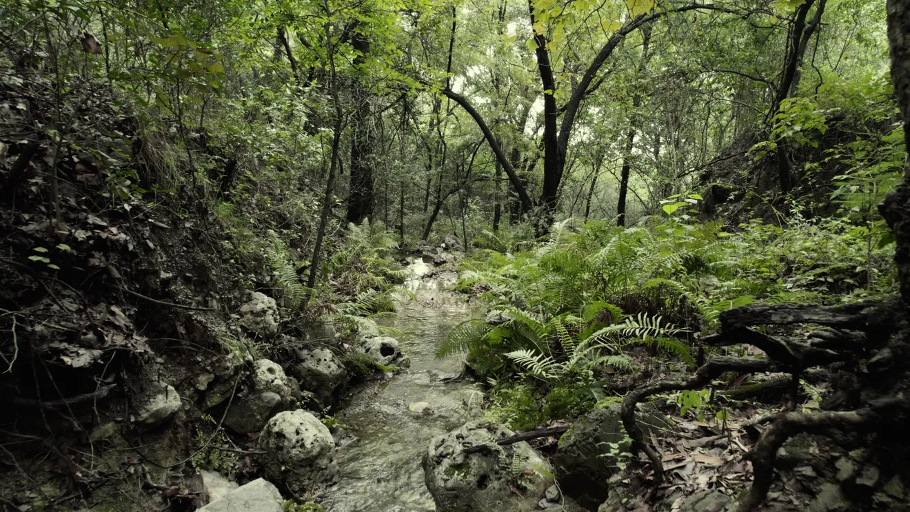 El agua y el bosque como bien común
