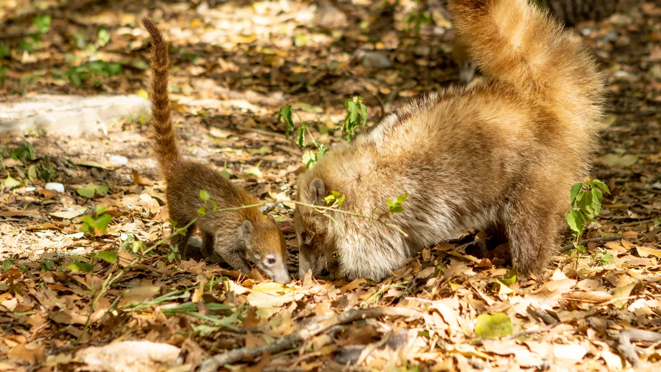 Fauna urbana, animales habituados y cultura de prevención