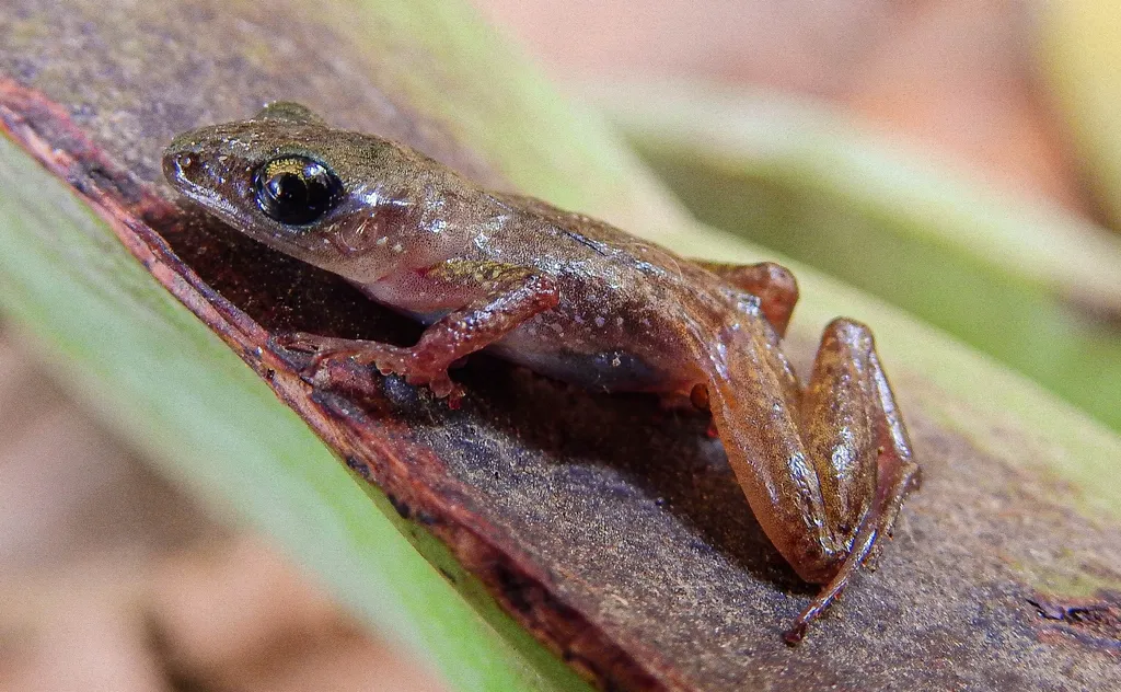 Rana Chirriadora Mexicana