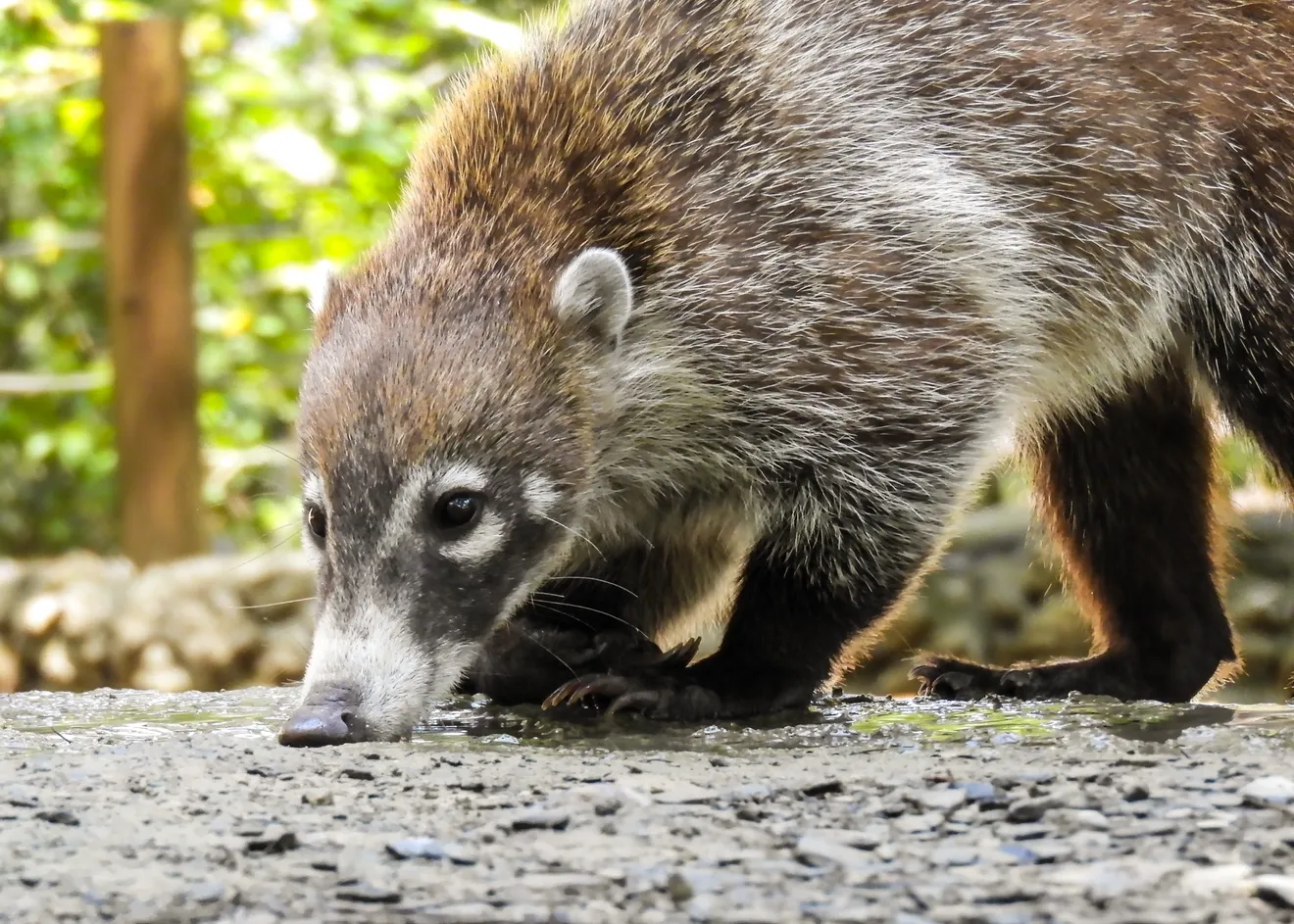 Coatí de nariz blanca
