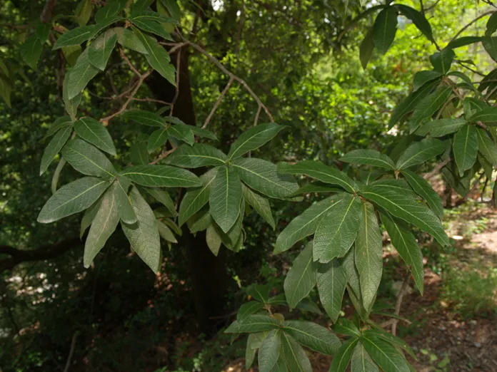 Encino de asta