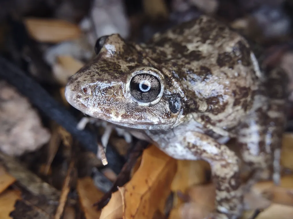 Rana Ladradora
