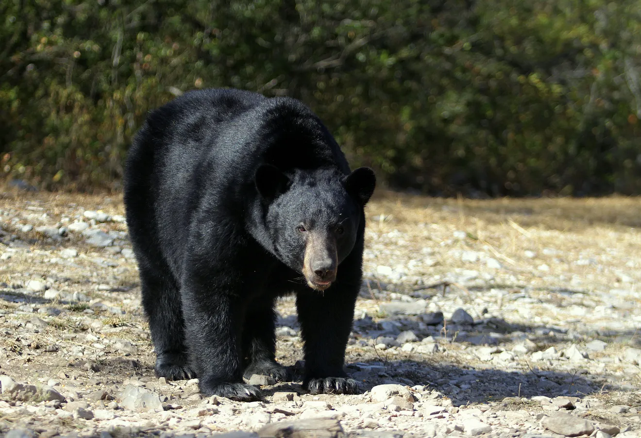 Oso negro americano