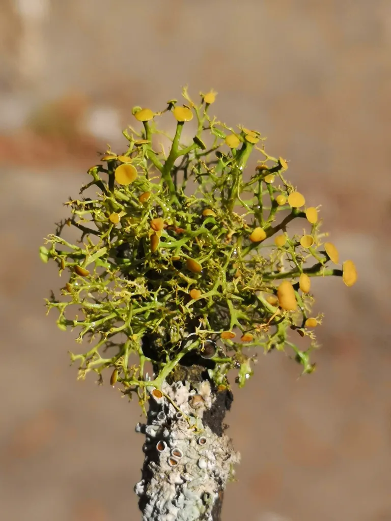 Líquen oxidado