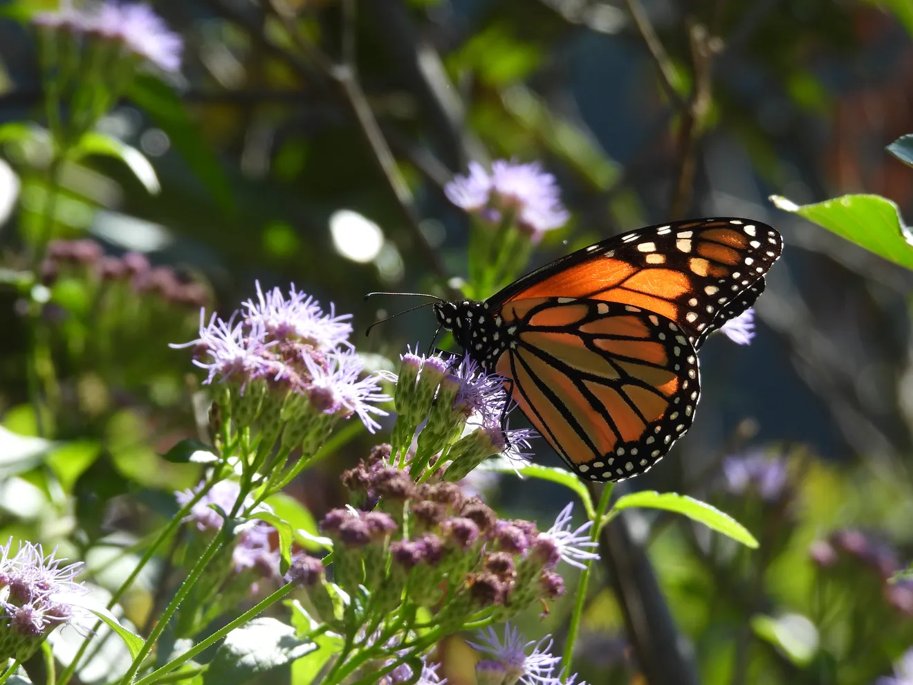 Mariposa Monarca