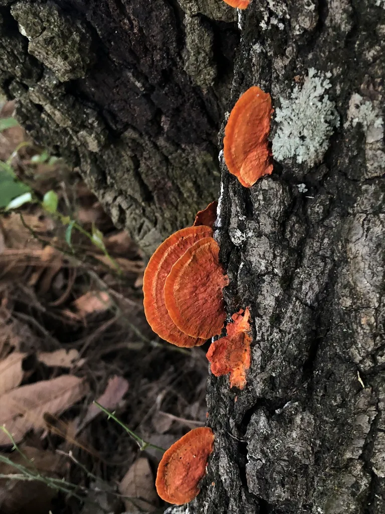 Hongo de repisa naranja