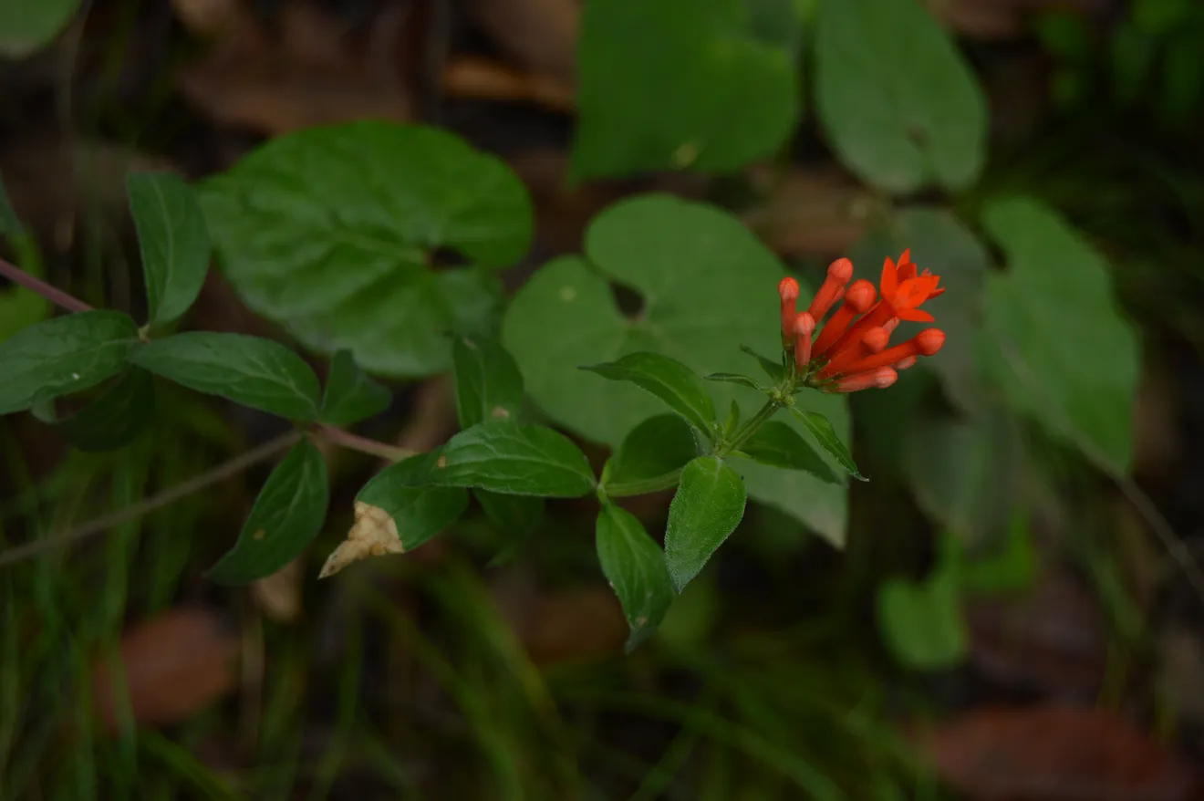 Trompetilla
