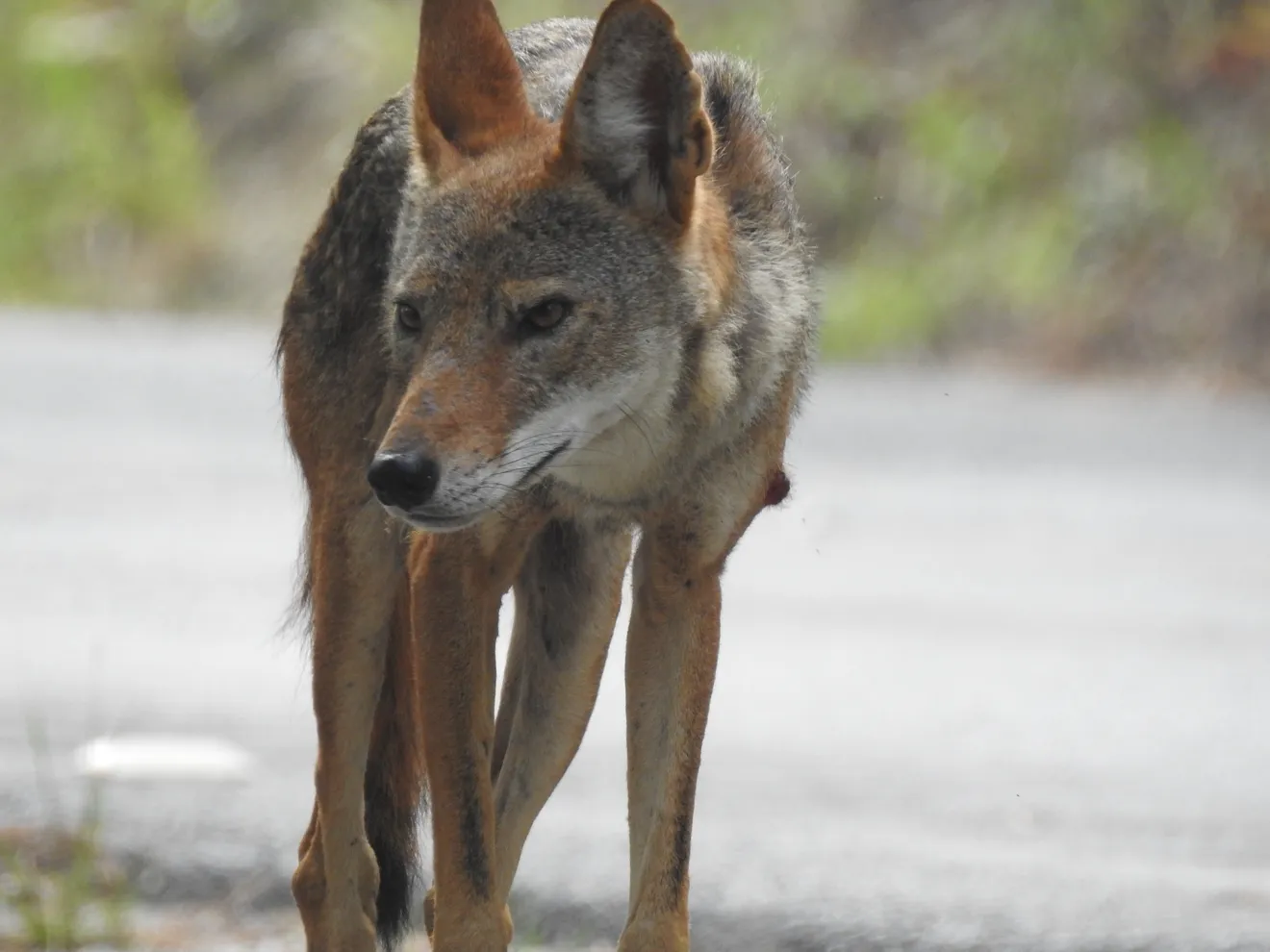 Coyote