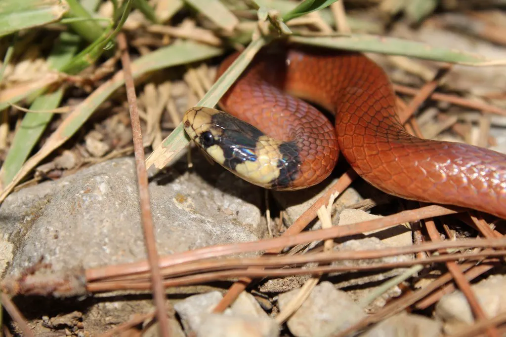 Culebra Cabeza Negra