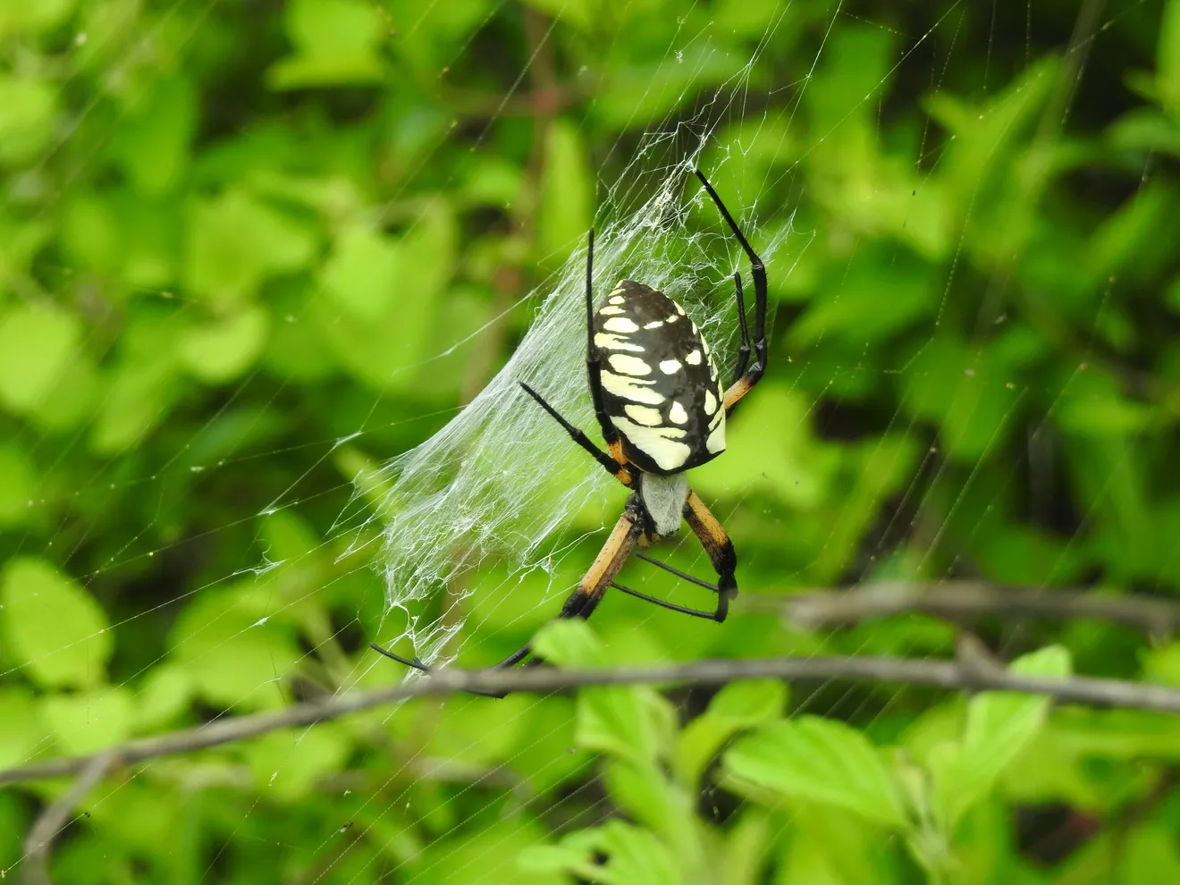 Araña Amarilla de Jardín